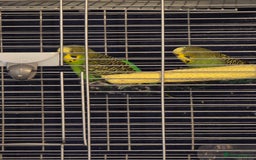 Budgerigars birds for sale: 2 budgies needing urgent rehome - Image 1