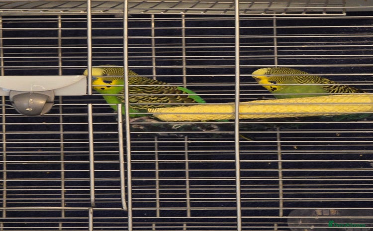 Budgerigars birds - Advert 1