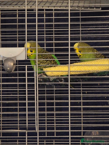 Budgerigars birds - Advert 1
