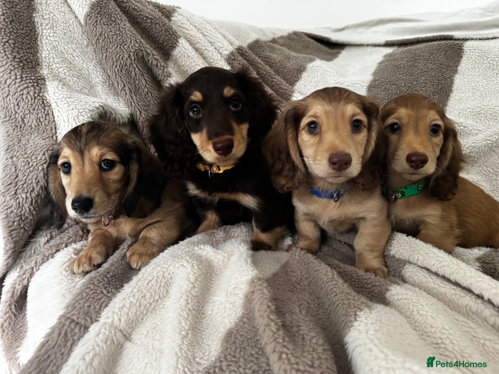 Miniature Dachshund dogs Miniature dachshund puppies longhaired - Advert 1