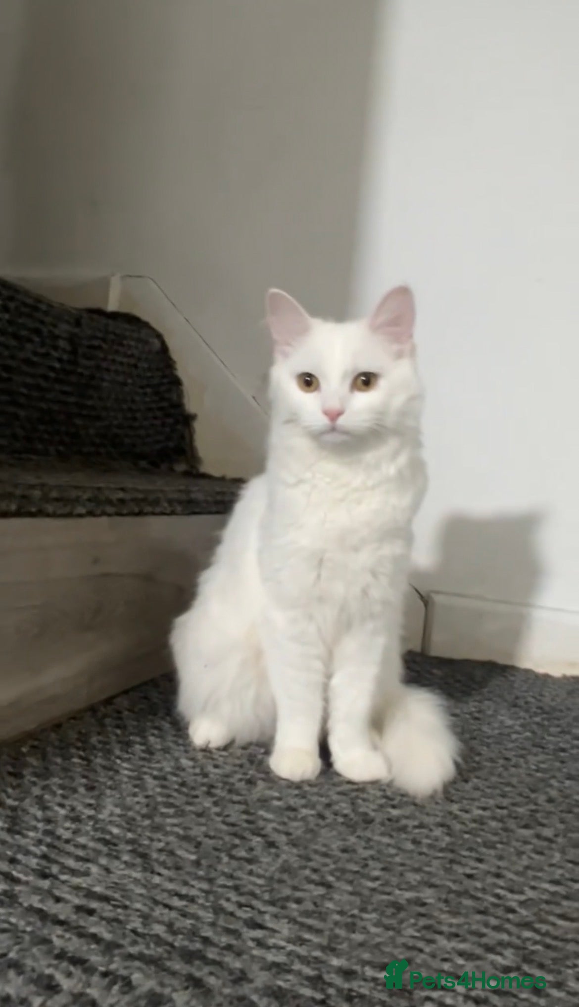 Mixed Breed cats 3 gorgeous kittens - Advert 1