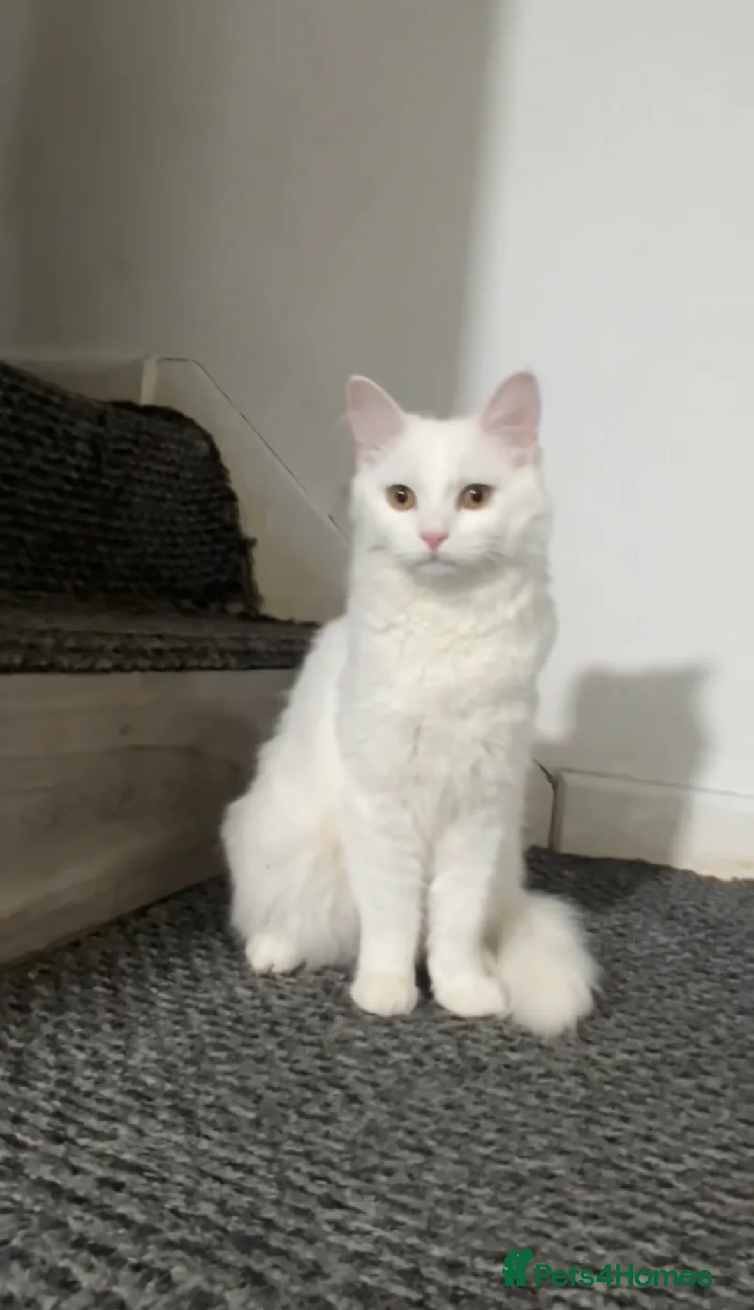 Mixed Breed cats for sale: 3 gorgeous kittens - Advert 1