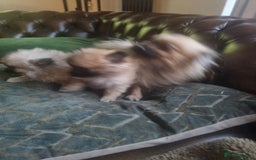 Pomeranian dogs for sale: Xxs Pomeraniums  - Image 21