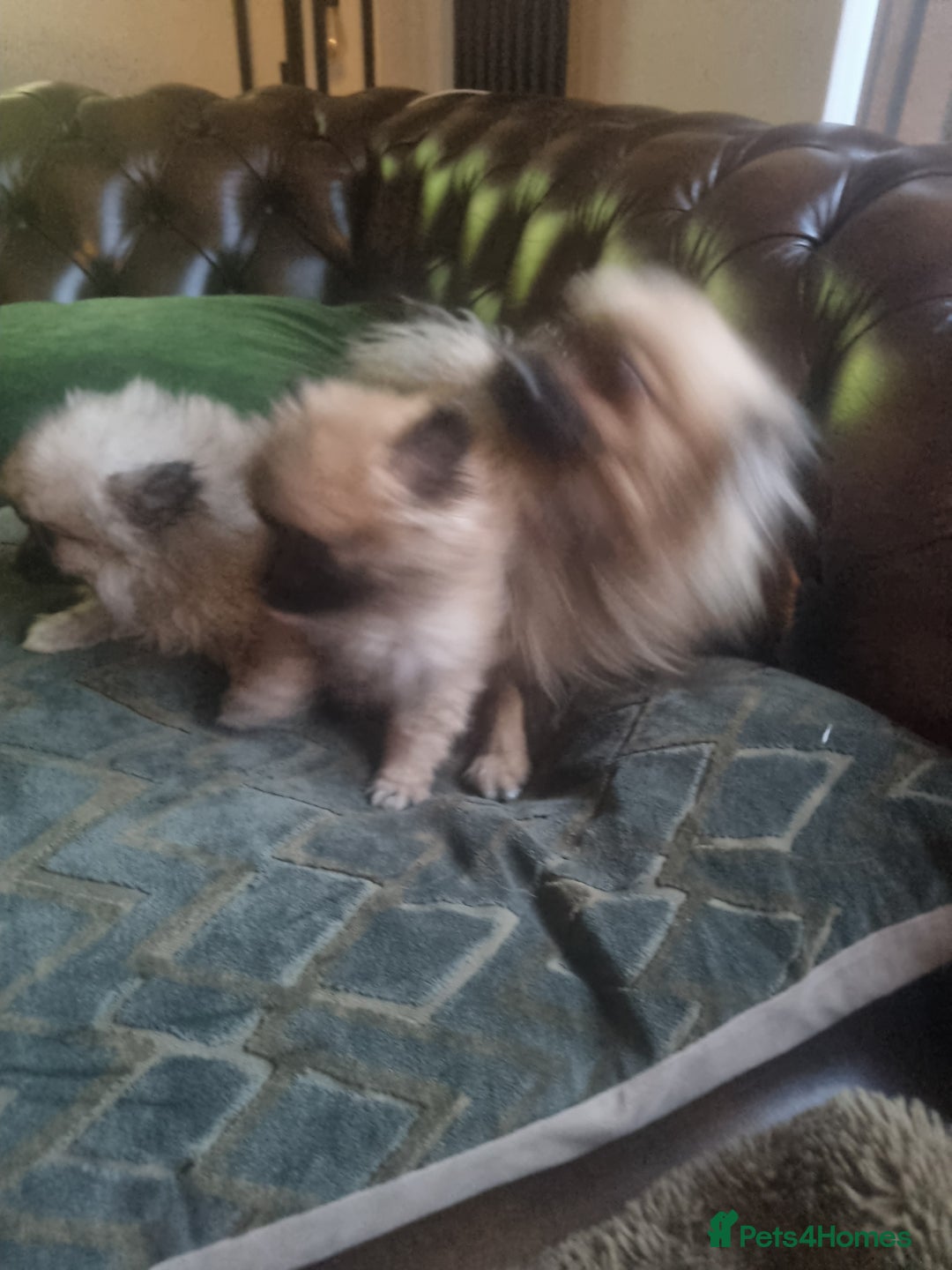 Pomeranian dogs for sale: Xxs Pomeraniums  - Image 21