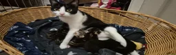 Domestic Shorthair cats for sale: 1 Tabby and white Male, 1 all Black Female kitten - Advert 6