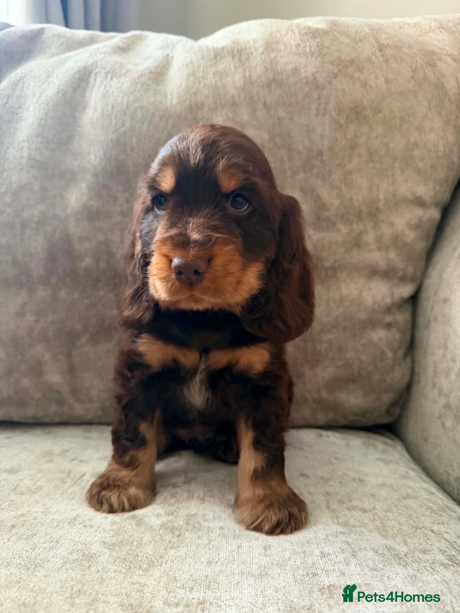 Cocker Spaniel dogs Show type KC registered cocker spaniels  - Advert 1