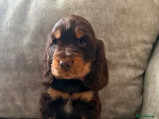 Cocker Spaniel dogs Show type KC registered cocker spaniels - Advert 2