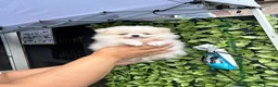 Pomeranian dogs for sale: Teddy bear Pomeranian  **  puppies  in Lutterworth - Advert 1