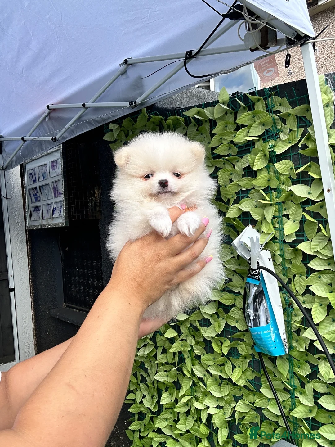 Pomeranian dogs for sale: Teddy bear Pomeranian  **  puppies  in Lutterworth - Advert 1