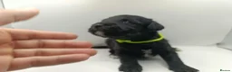 Schnoodle dogs for sale: Exceptional F1 Blue Schnoodle Puppies  - Advert 8