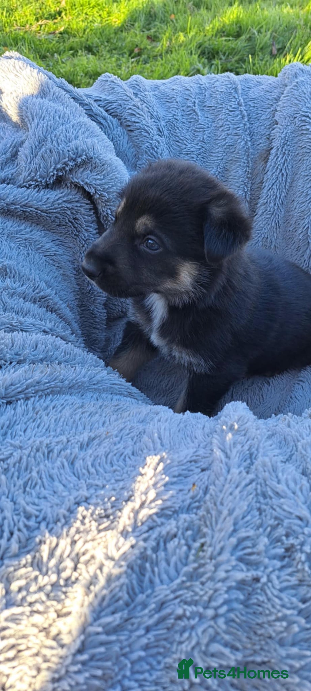 German Shepherd dogs for sale: German Shepherd poppers - Image 23