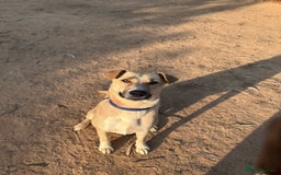 Mixed Breed dogs for sale: Magical Indie Street Dog Coming UK Seeks New Home - Image 4