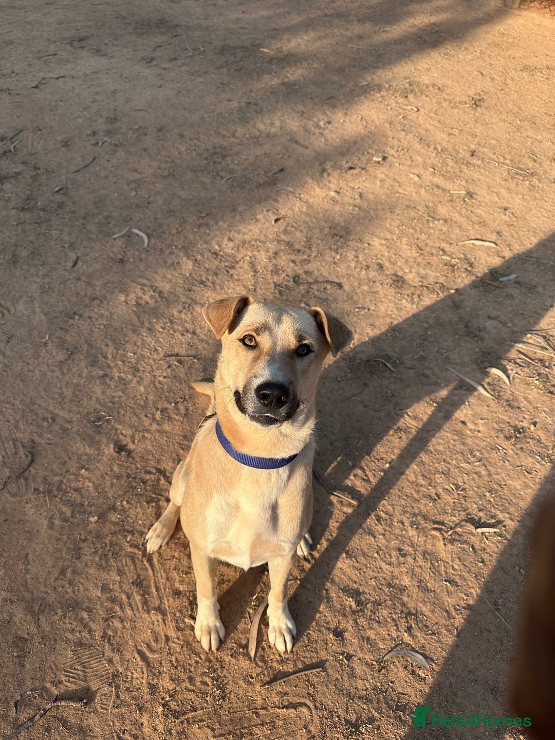 Mixed Breed dogs for sale: Magical Indie Street Dog Coming UK Seeks New Home - Image 4