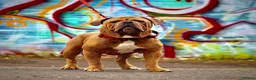 Olde English Bulldogge dogs for stud: Olde english bulldog for stud - Advert 2