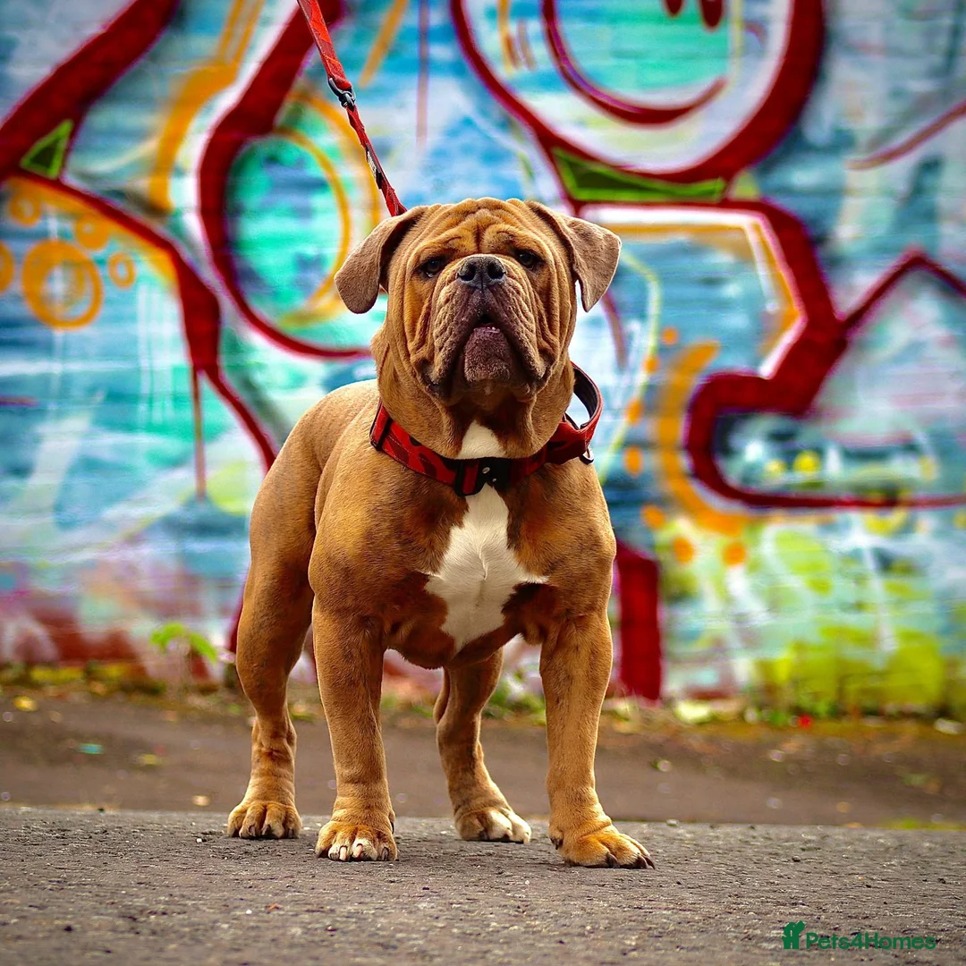 Olde English Bulldogge dogs for stud: Olde english bulldog for stud - Advert 2