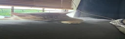 British Shorthair cats for sale: British shorthair cinnamon fawn male 4 mth in Manchester - Advert 12