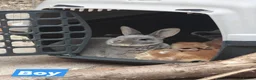 Rex rabbits for sale: Mini Rex Rabbits  - Advert 5