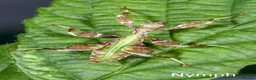 Stick Insects invertebrates for sale: Two mixed colour nymphs Phyllium Leaf insects - Advert 7