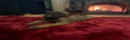 Belgian Shepherd Dog dogs for sale: Belgian shepherd puppies  in Norwich - Advert 10