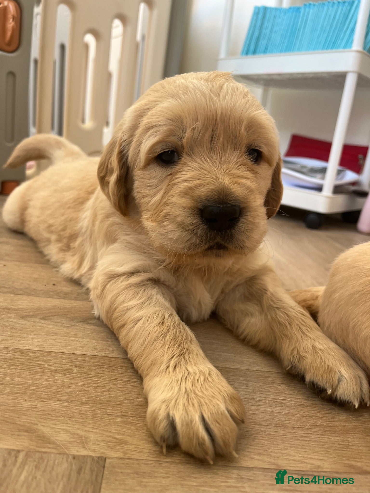 Golden Retriever dogs Golden retriever puppys - Advert 17