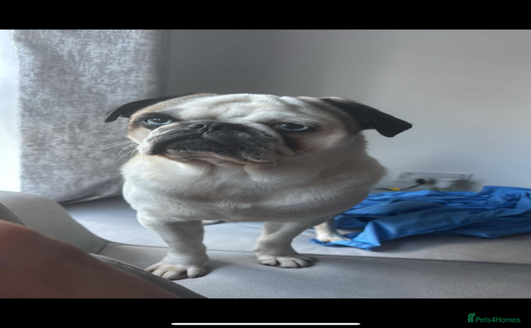 Pug dogs - Advert 2