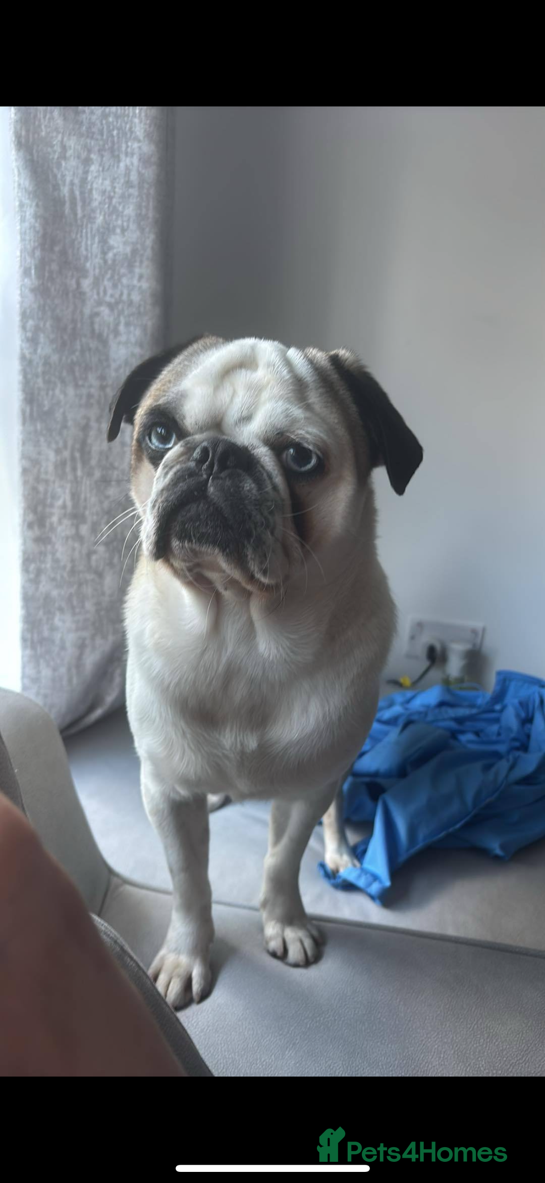 Pug dogs for stud: Proven pug *STUD* - Image 1