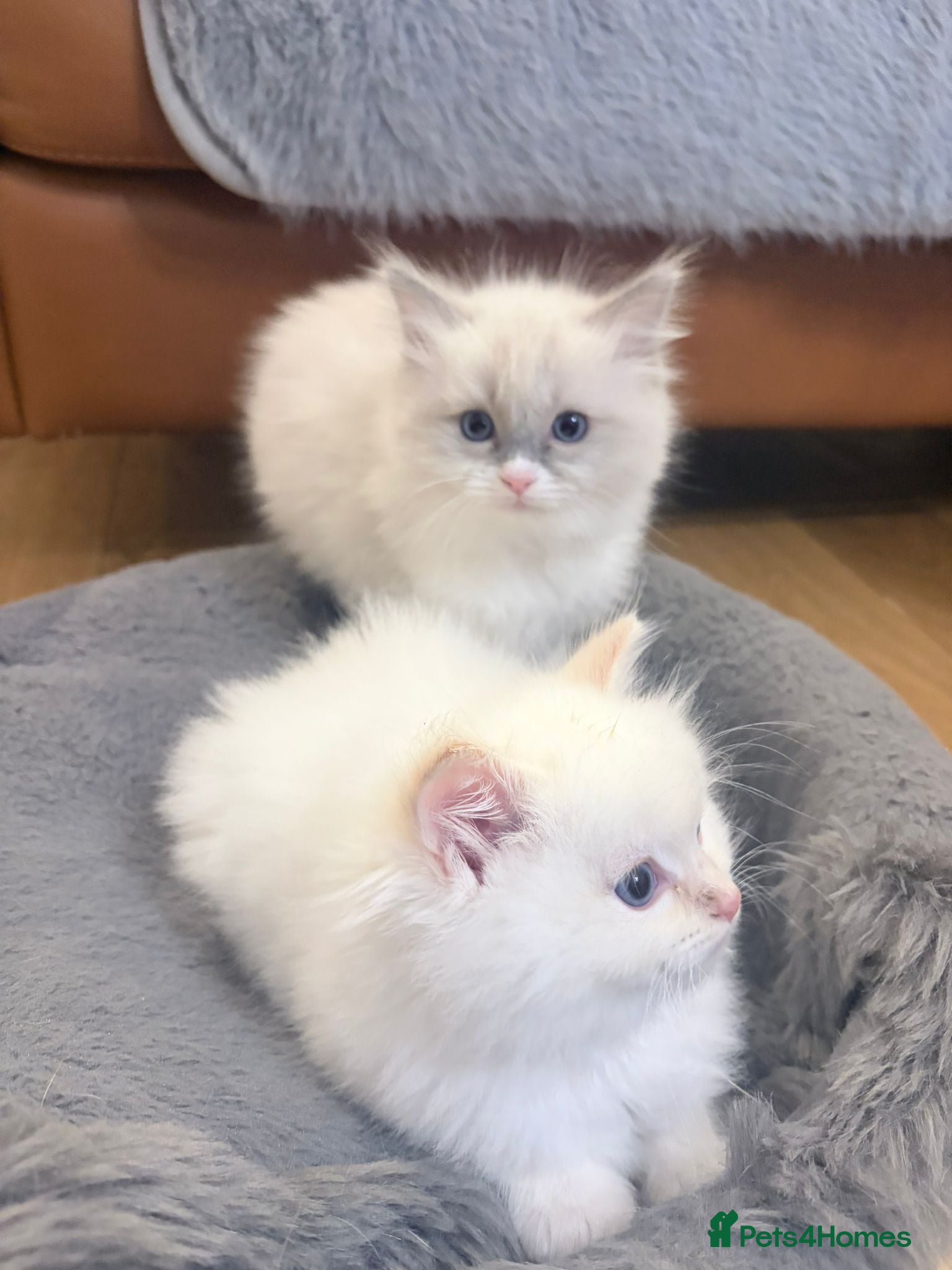 Ragdoll cats 2 Beautiful ragdoll kittens - Advert 4