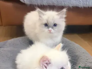 Ragdoll cats 2 Beautiful ragdoll kittens - Advert 8