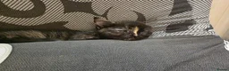 Mixed Breed cats for sale: Beautiful kittens looking for forever home - Advert 32