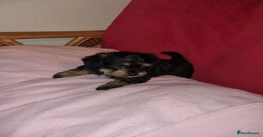 Mixed Breed dogs - Advert 3