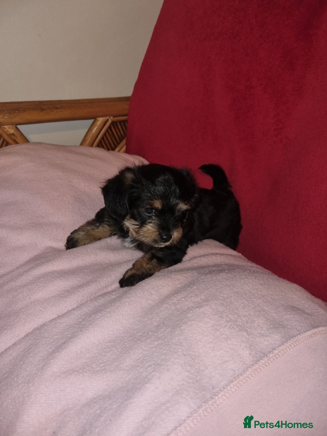 Bichon Frise dogs for sale: 2 Bichon puppies for sale  - Image 3