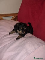 Mixed Breed dogs - Advert 3