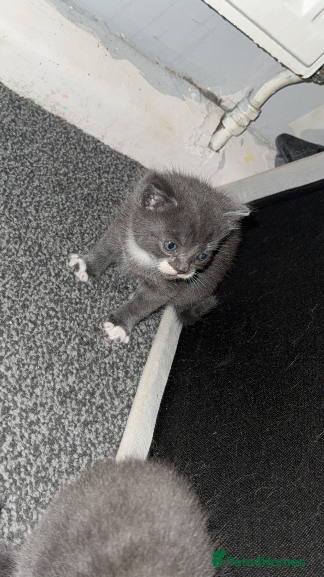 British Shorthair cats for sale: British short hair x domestic kittens  - Image 11