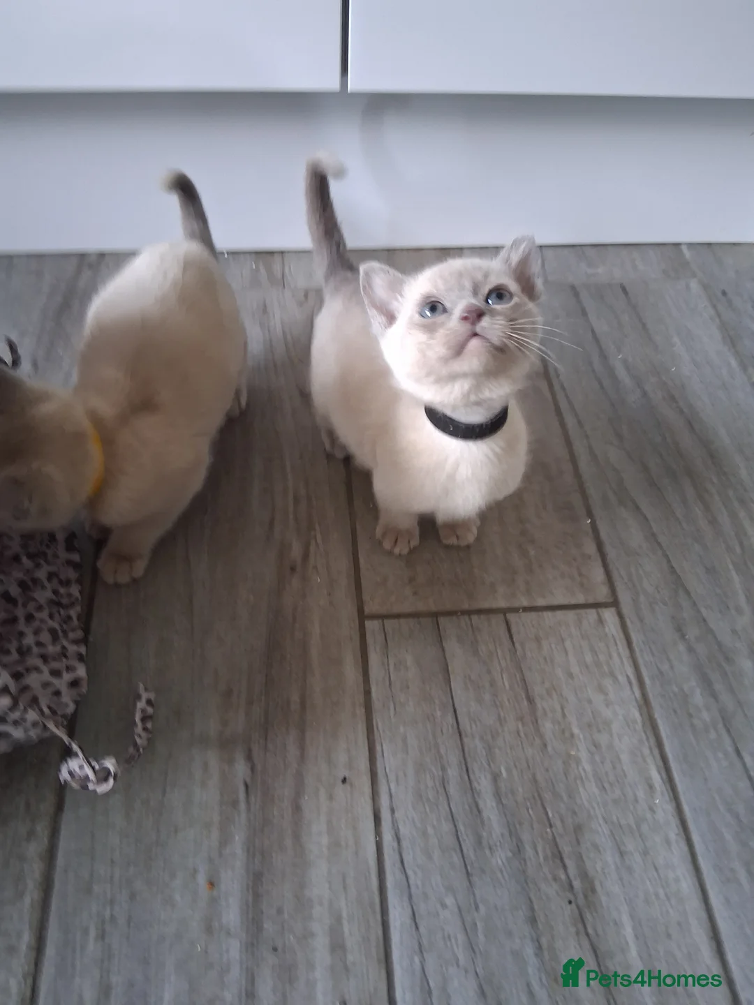 Burmese cats for sale: Stunning lilac kittens available - Advert 9