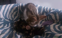 British Shorthair cats for sale: Kittens for Sale (two tabby and two tuxedo kitten) - Advert 6