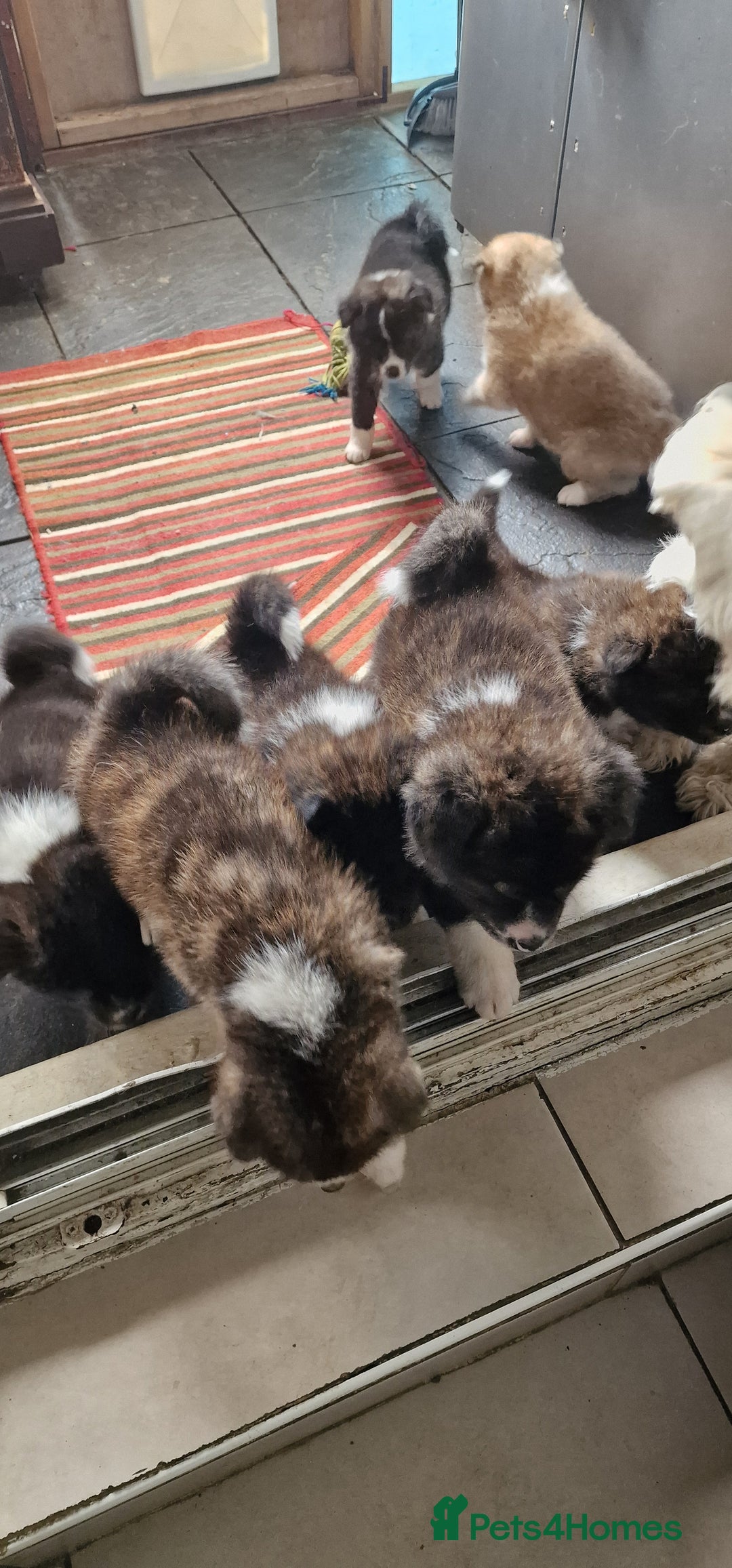 Akita dogs for sale: Akita Inu Japonese - Image 4