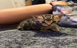 Mixed Breed cats for sale: Two tabby kittens ready to go now  - Image 7