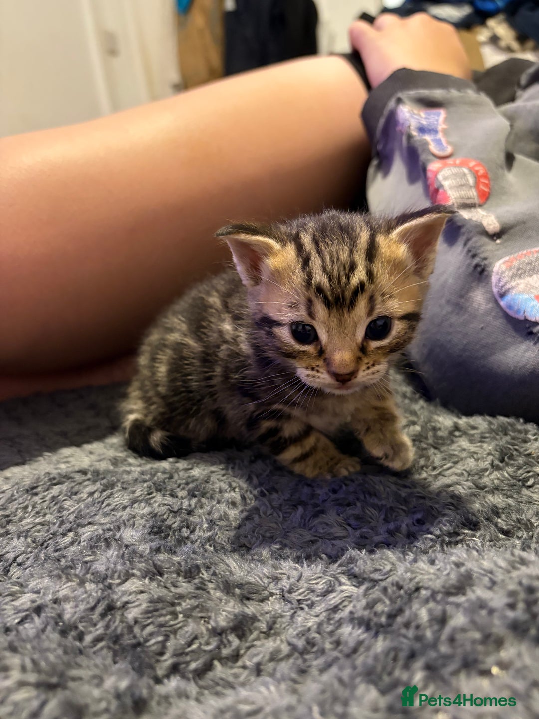 Mixed Breed cats for sale: Two tabby kittens ready to go now  - Image 7