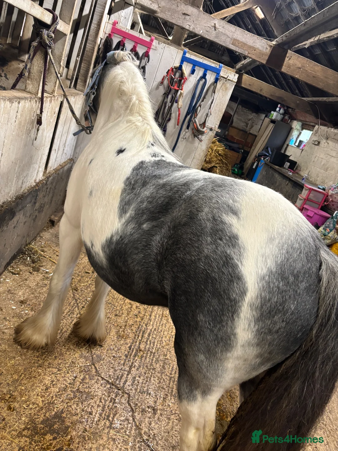 Other Breed horses for sale: Lovely little 2 year old filly  in Hartlepool - Advert 2
