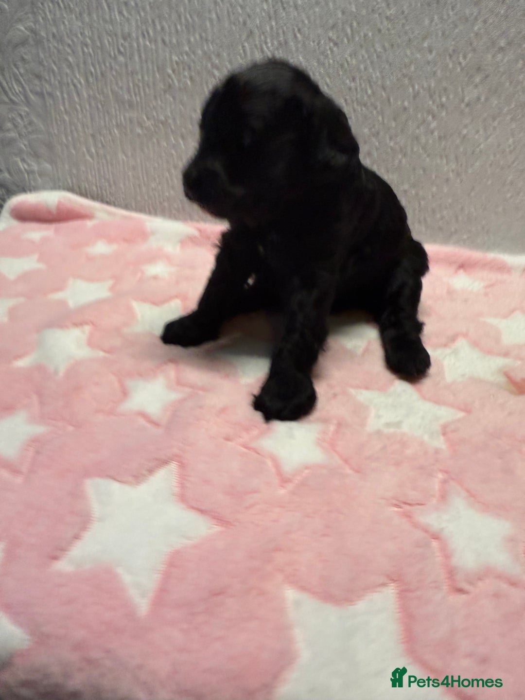 Cockapoo dogs for sale: F2 cockapoo puppies LAST GIRL  - Advert 10