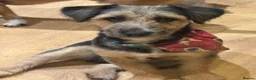 Mixed Breed dogs for sale: Jack Russell X Puppies  - Advert 10