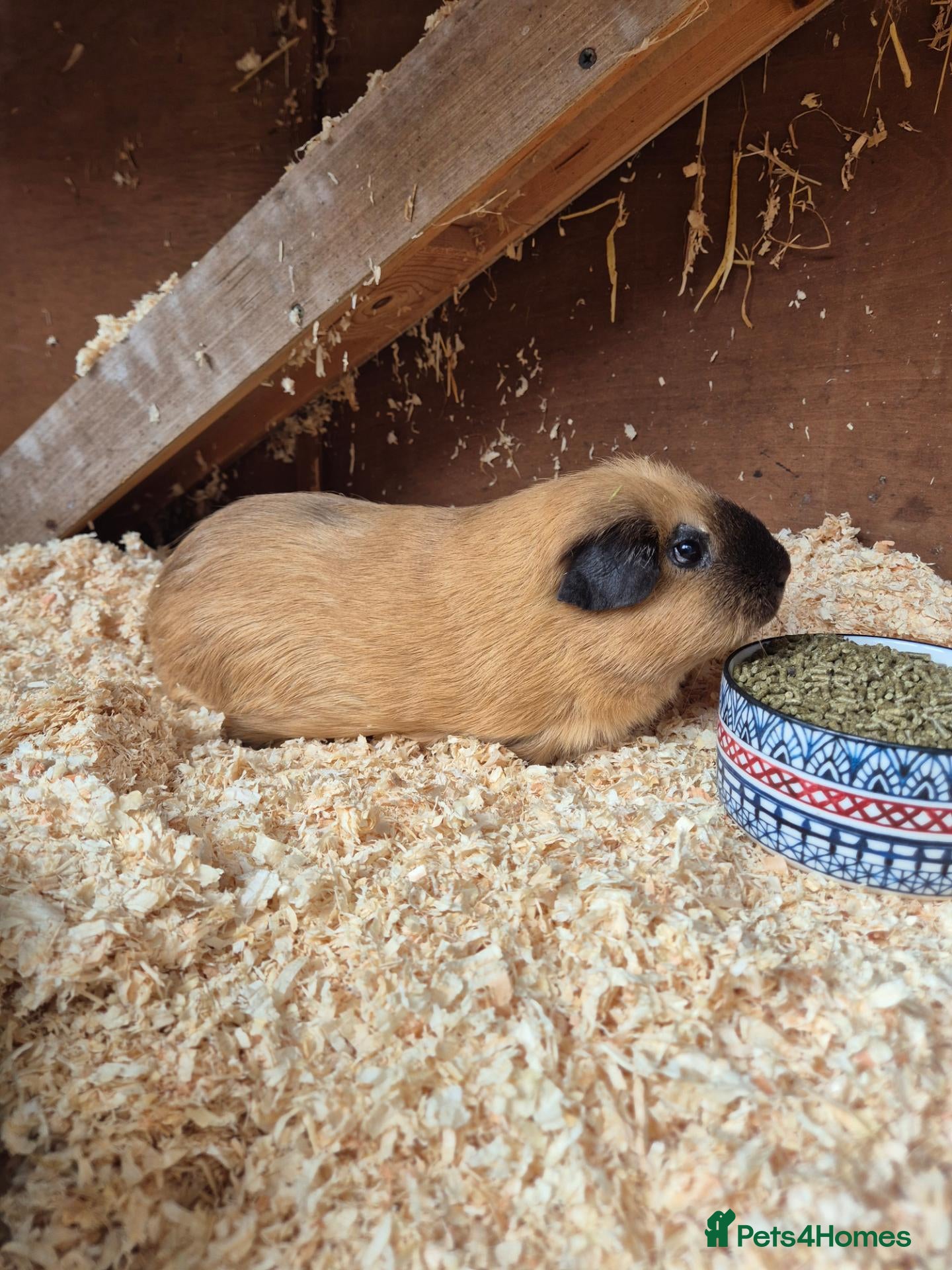 Guinea Pig rodents for sale: Male Californian Guinae Pig - Advert 1