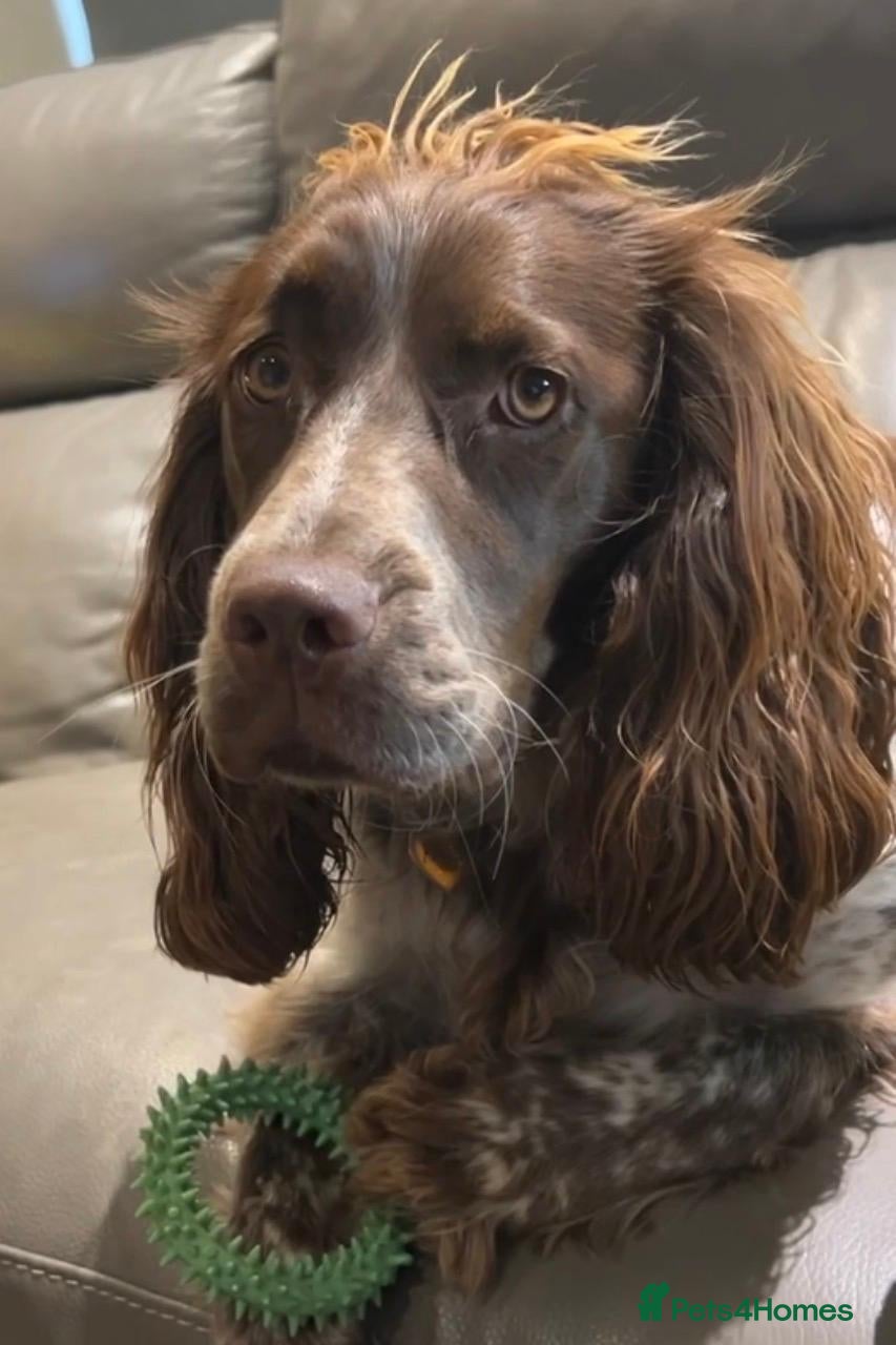 Cocker Spaniel dogs Affectionate 18 months Female Show Cocker Spaniel - Advert 1