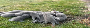 British Shorthair 1
