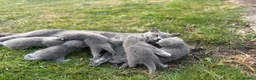 British Shorthair cats for sale: Stunning Grey British Shorthair - Advert 2
