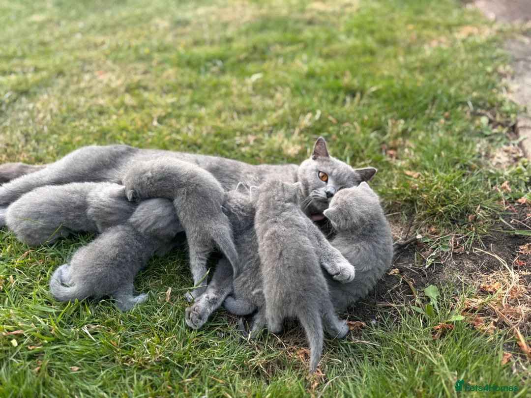 British Shorthair cats for sale: Stunning Grey British Shorthair - Advert 2