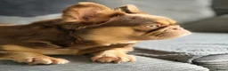 French Bulldog dogs for sale: Fluffy French bulldog Rojo Intensity Girl  - Advert 5