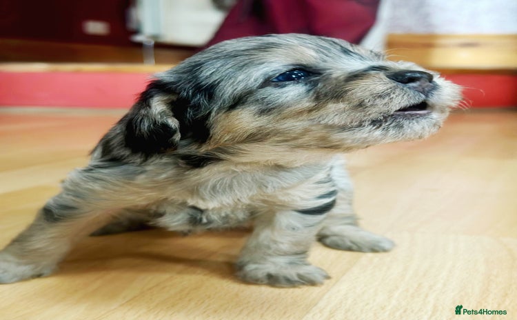 Border Terrier dogs - Advert 1
