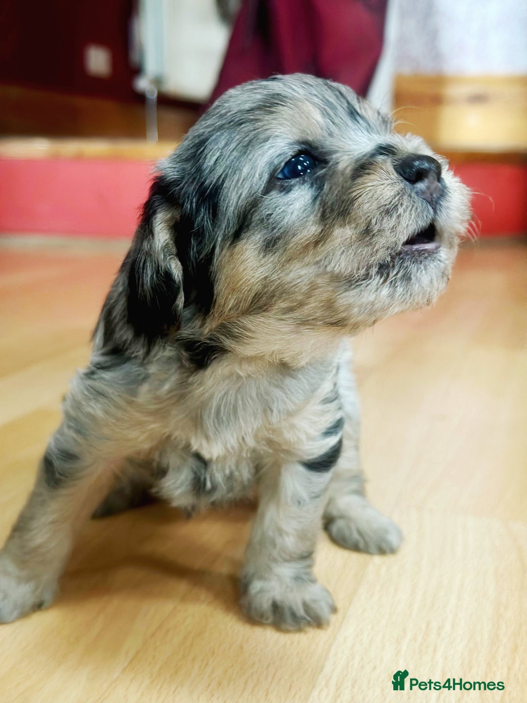 Border Terrier dogs for sale: Stunning Border Teddies - Image 1
