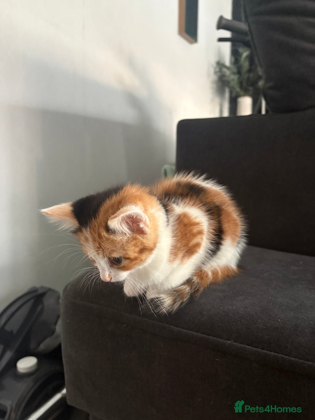 Mixed Breed cats for sale: 2 girls 2 boys beautiful playful kittens - Image 11